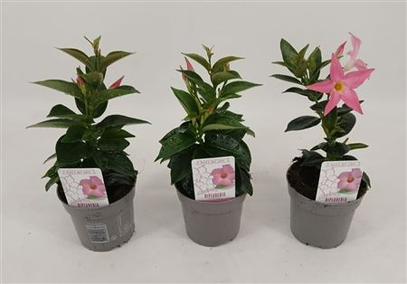 Mandevilla Rio Elegant Pink