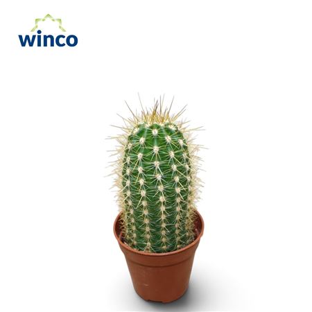 Trichocereus Vateterii