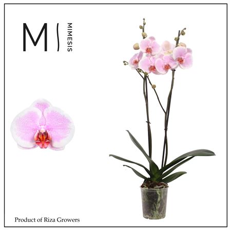 Phalaenopsis Romance 2 Spike - 12cm | Mimesis