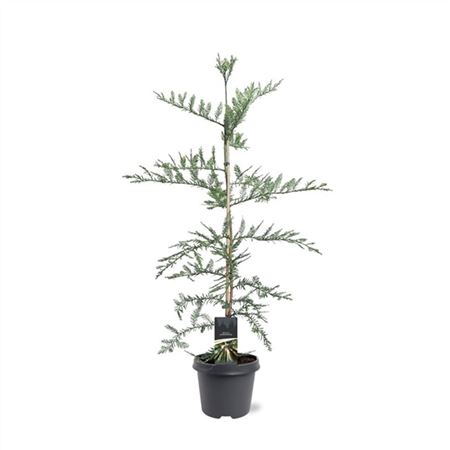 Sequoia Sempervirens