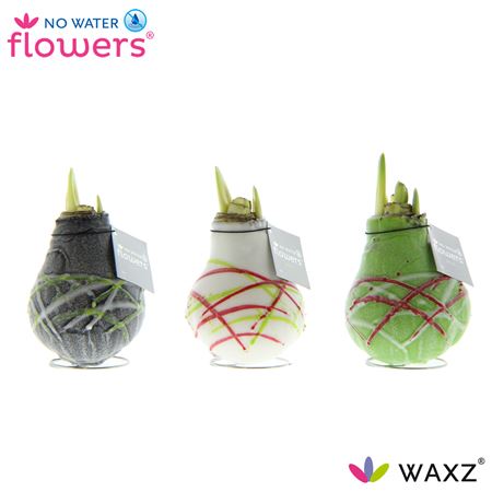 Hipp Wax Art Picasso Mix