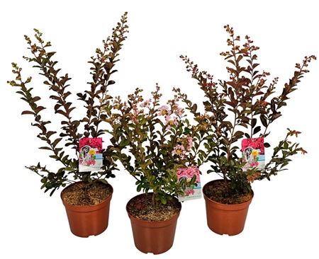 Lagerstroemia Indica Bush
