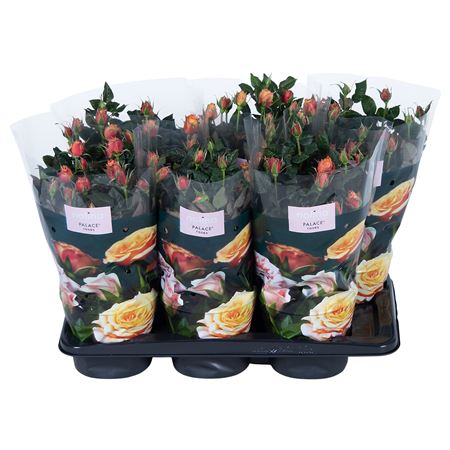 Rosa Orange