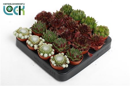 Sempervivum Mix