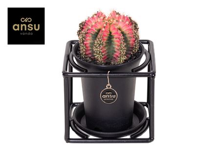 Gymno Multicolor In Design Frame
