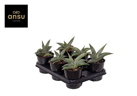 Sansevieria Almond Silver
