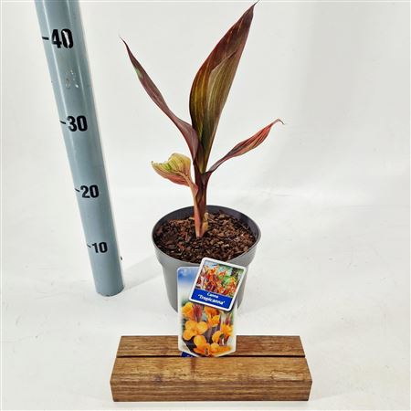 Canna Tropicana