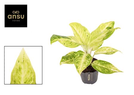 Aglaonema Citronelle