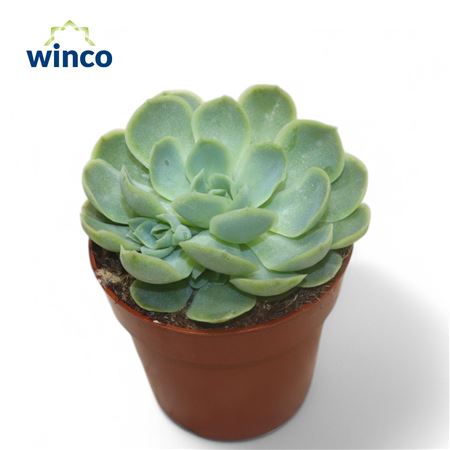 Echeveria Sunnray