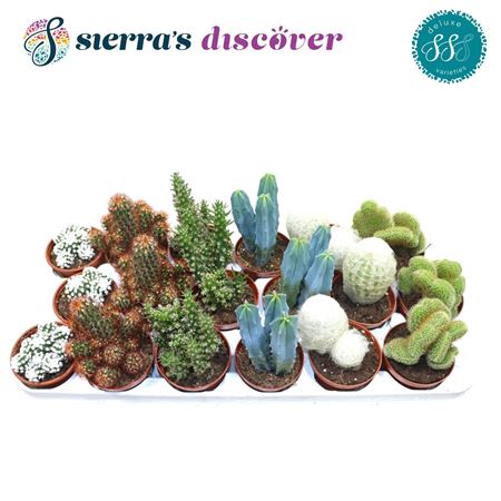 Cactus Mix (deluxe)