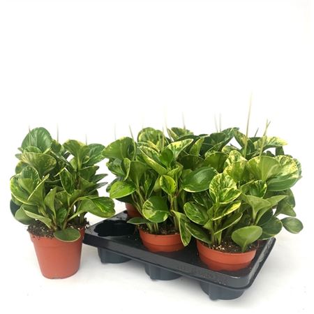 Peperomia Golden Gate