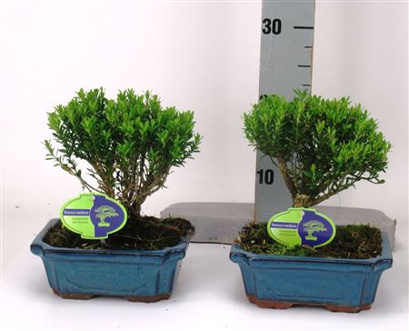 Bonsai Buxus Harlandii Broom, Without Driptray