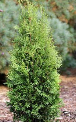 Туя западная Кинг Оф Брабант