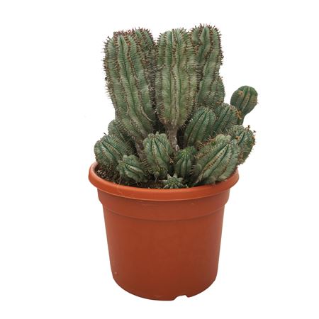Euphorbia Horrida 45 Cm
