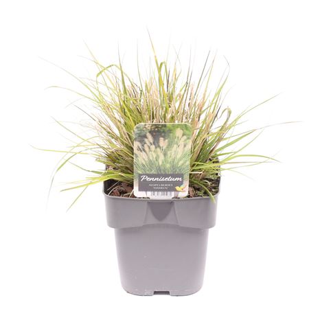Pennisetum Al Hameln