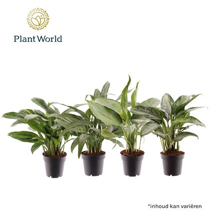 Aglaonema Mixed