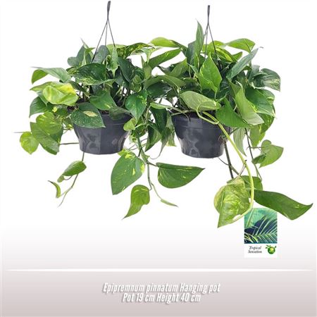 Epipremnum Pinnatum Hanging Pot