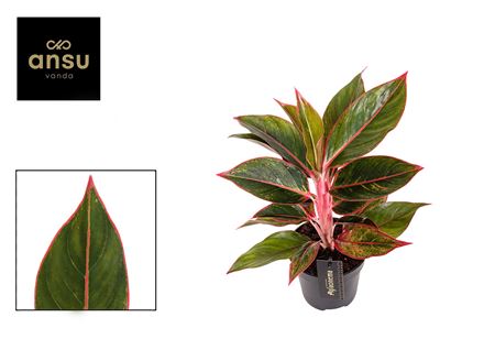 Aglaonema Jungle Red