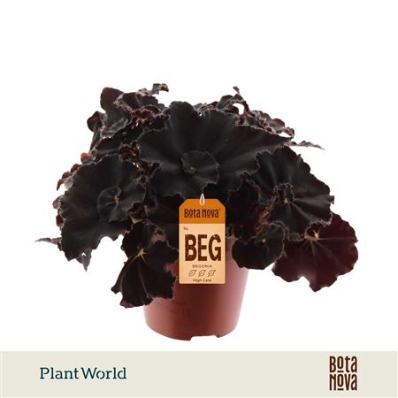 Begonia Rex Dark Mambo