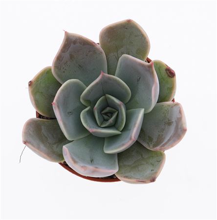 Echeveria Costa