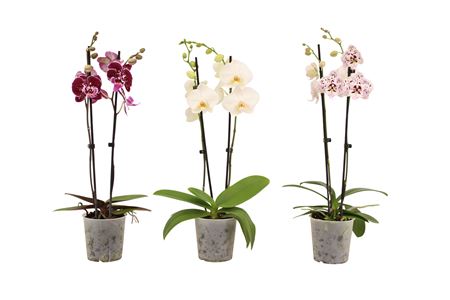 Phal 2st Mix 14+ (vg)