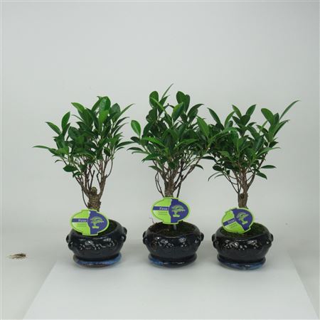 Bonsai Ficus Retusa, 13cm., Broom, With Driptray