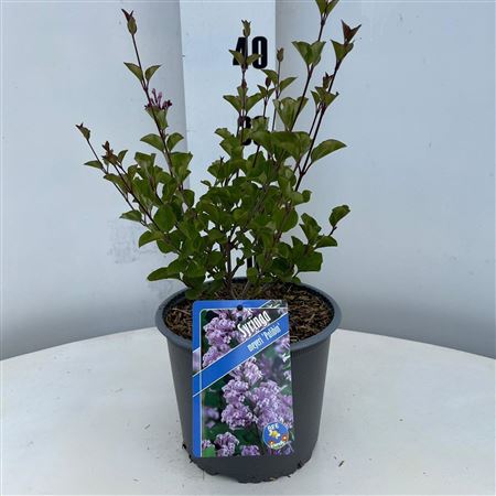 Syringa Mey Palibin