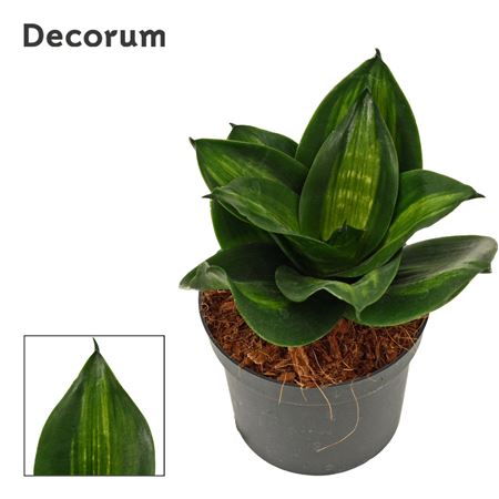 Sansevieria Hahnii Jade (decorum)