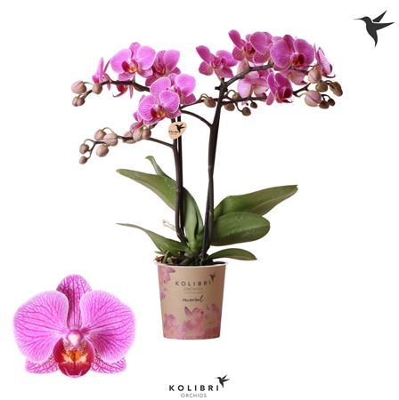 Phal 2st Hamburg 22+ (ok)