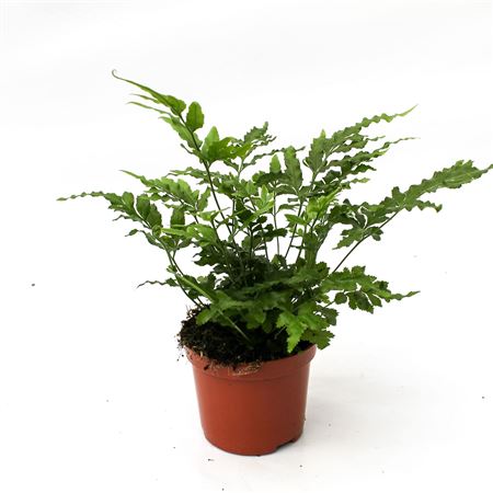 Pteris Ensiformis Evergreen