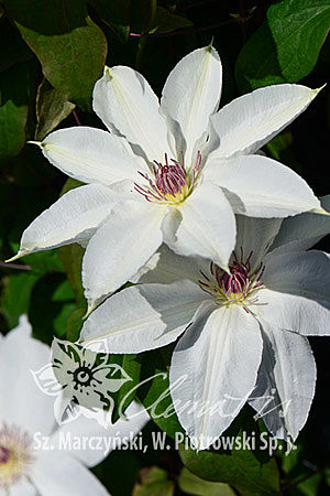 Клематис гибридный Фую-Но-Таби