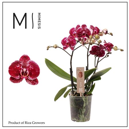 Phal 3st Spirit Red