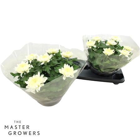 Chrys Deco Cosmo White 7pp