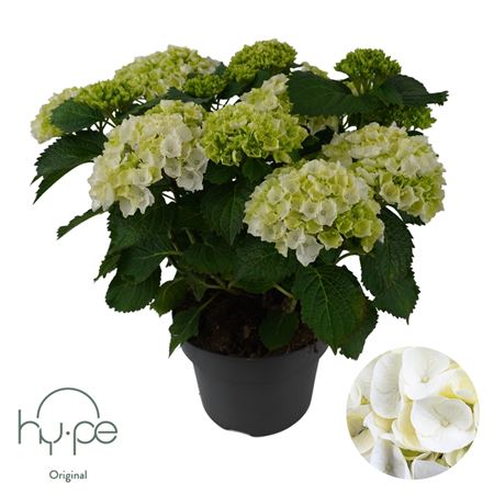 Hydrangea Ma Mophead White 10+ (hy-pe)