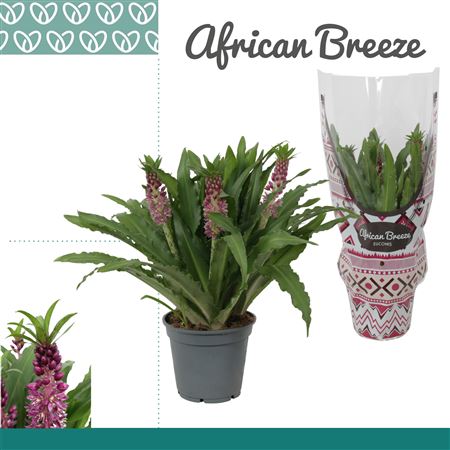 Eucomis Leia