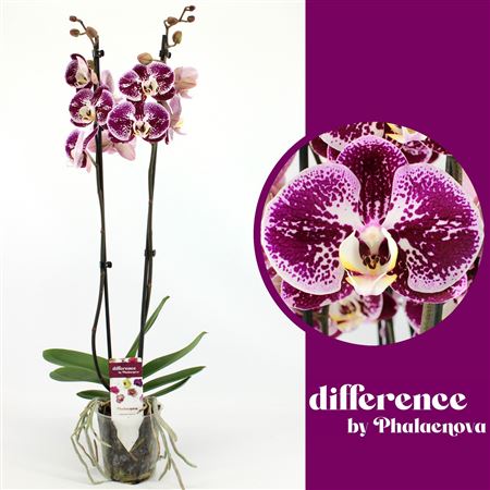 Фал 2, подборка 14+ (фаленова)