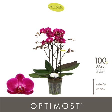 Phal 2st Optimost Morelia (opti)