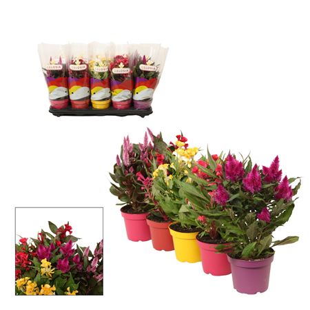 Celosia Mix