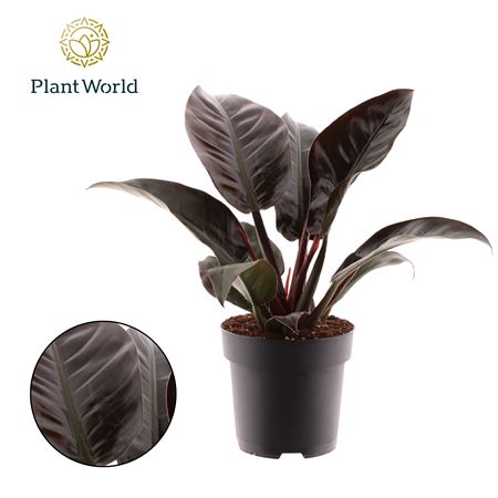 Philodendron Imperial Red (decorum)