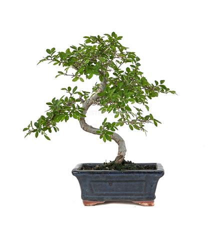 Bonsai Zelkova Parvifolia S-shape