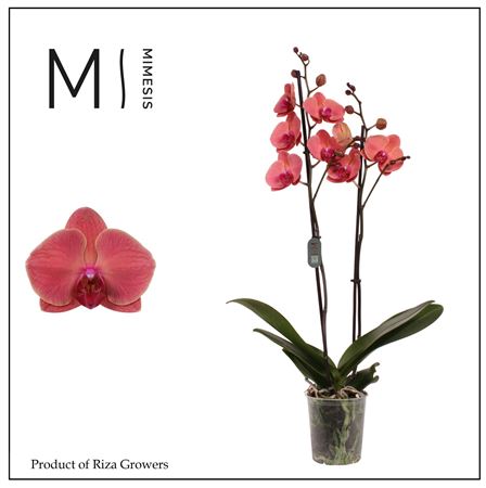 Phal 2st Asian Coral 16+ (mimesis)