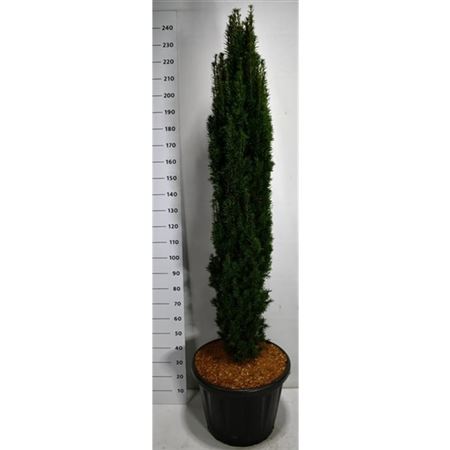 Taxus Bacc Fastigiata Robusta
