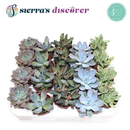 Succulent Mix Valencia (discover)
