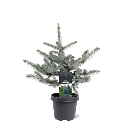 Picea Pung Erich Frahm