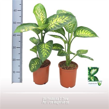 Dieffenbachia Tropic Snow
