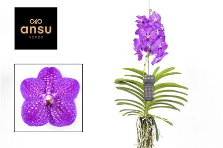Vanda New Blue