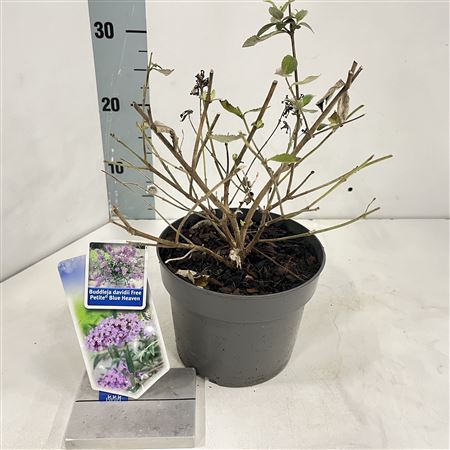 Buddleja Dav Free Petite Blue Heaven