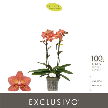 Phal 2st Exclusivo Eos