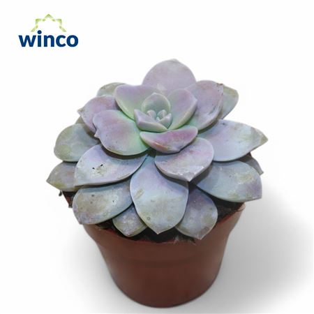 Graptoveria Superbum