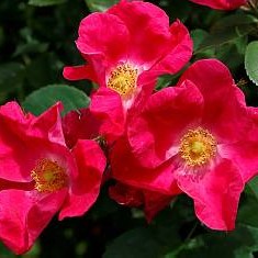 Роза парковая Уильям Бут